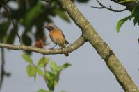 Phoenicurus phoenicurus