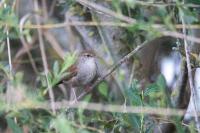 Cettia cetti