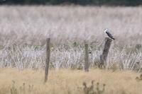 Elanus caeruleus