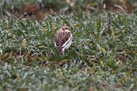 Plectrophenax nivalis