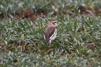 Plectrophenax nivalis