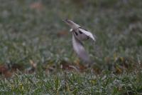Plectrophenax nivalis