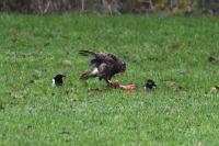 Buteo buteo