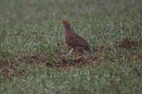 Perdix perdix