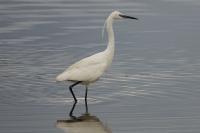 Egretta garzetta