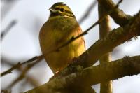 Emberiza cirlus