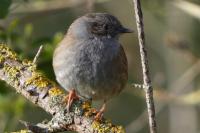 Prunella modularis
