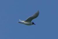 Ichthyaetus melanocephalus