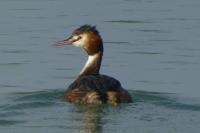Podiceps cristatus