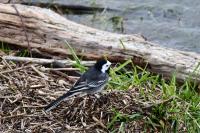 Motacilla alba yarrellii