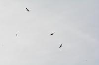Ciconia ciconia
