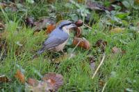 Sitta europaea