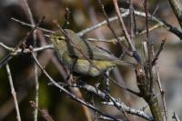 Phylloscopus collybita