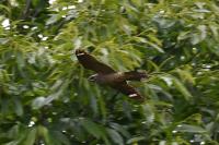 Caprimulgus europaeus
