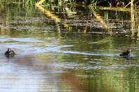 Tachybaptus ruficollis