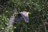 Ardea purpurea