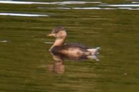 Tachybaptus ruficollis