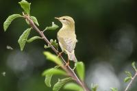 Phylloscopus trochilus