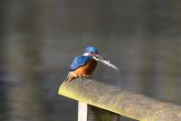 Alcedo atthis