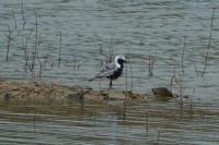 Pluvialis squatarola