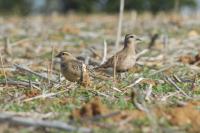 Eudromias morinellus