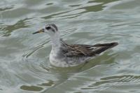 Phalaropus fulicarius