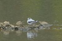 Hydrocoloeus minutus