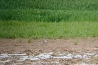 Pluvialis squatarola