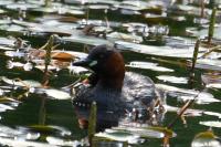 Tachybaptus ruficollis