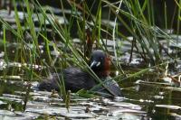 Tachybaptus ruficollis