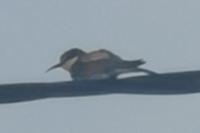 Merops apiaster