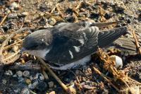 Delichon urbicum