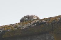 Athene noctua