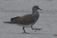 Streptopelia turtur
