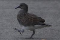 Streptopelia turtur