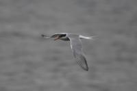 Sterna hirundo