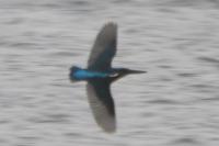 Alcedo atthis