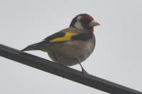 Carduelis carduelis