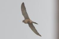 Falco tinnunculus