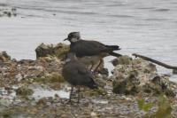 Vanellus vanellus