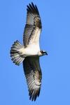 Pandion haliaetus