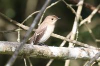 Ficedula hypoleuca