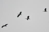 Ciconia ciconia