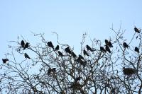 Corvus frugilegus