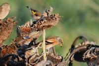 Fringilla montifringilla