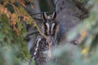 Asio otus