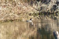 Fulica atra