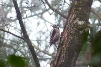 Dendrocopos major