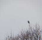 Elanus caeruleus