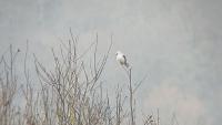 Elanus caeruleus